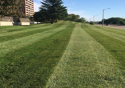 Lawn Maintenance